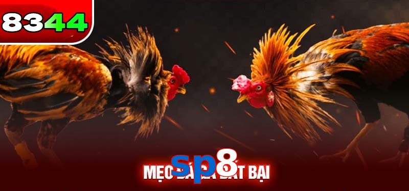 Đá gà sp8 có sức hấp dẫn